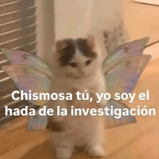 Gatos😺  18