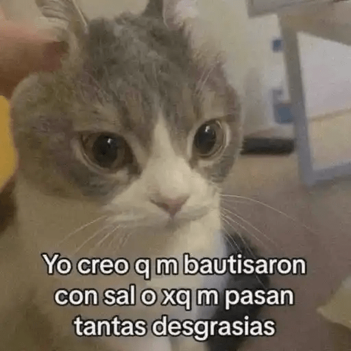 Gatos😺  19