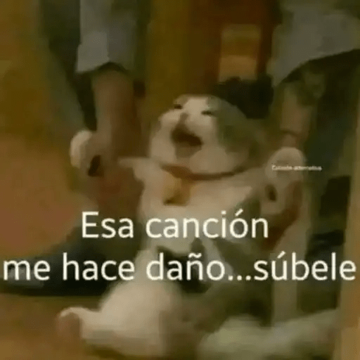 Gatos😺  20