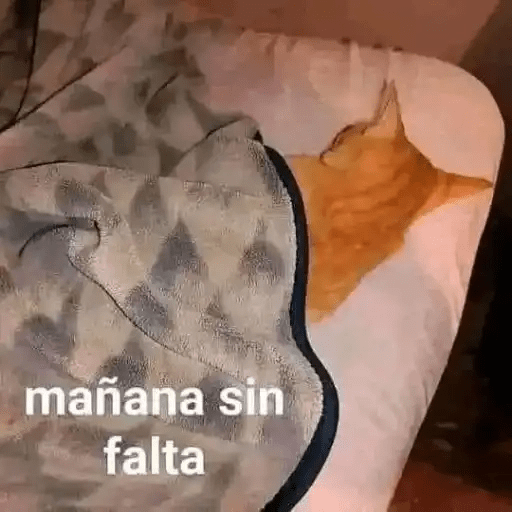 Gatos😺  21