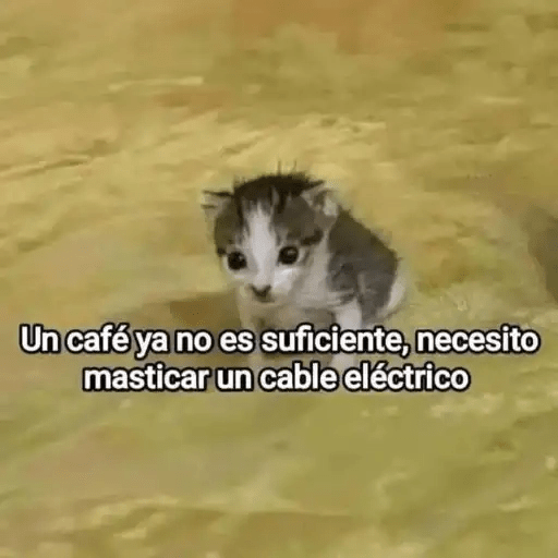Gatos😺  22