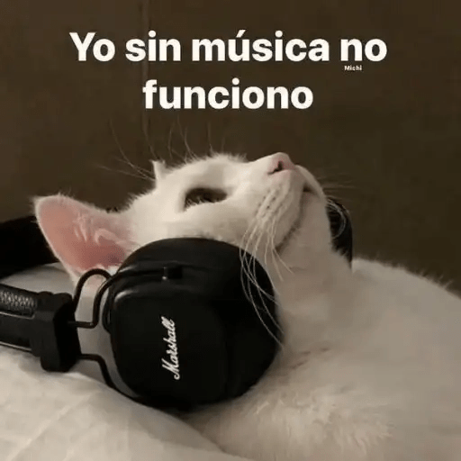 Gatos😺  23