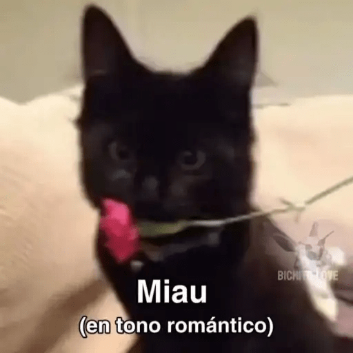 Gatos😺  25