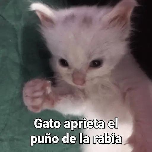 Gatos😺  26