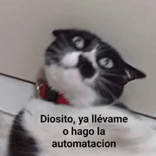 Gatos😺  27