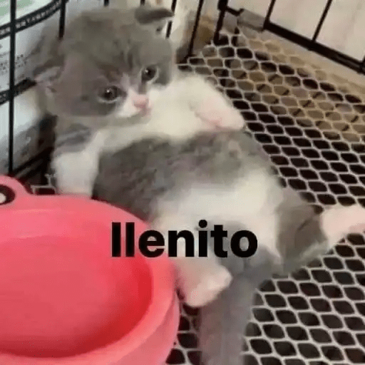 Gatos😺  28