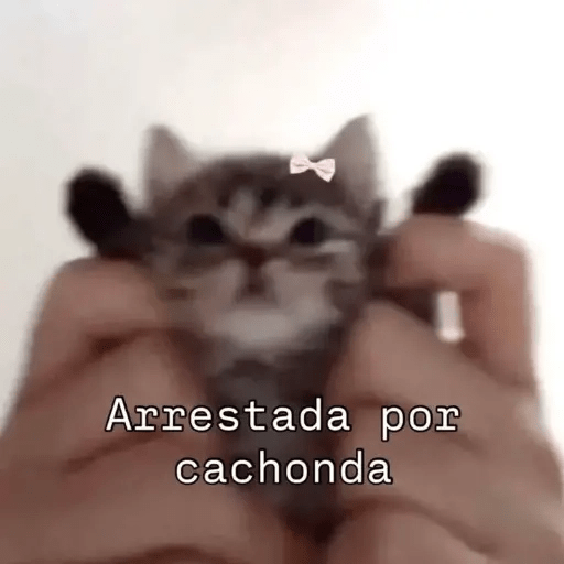 Gatos😺  29