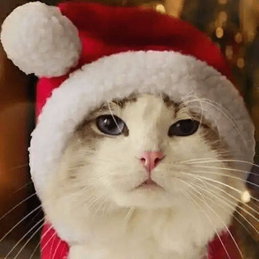 😻Gatitos Navideños🎄