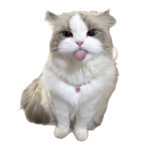Cute cat pt#1 4