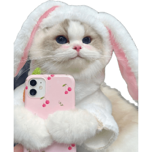 Cute cat pt#1 5