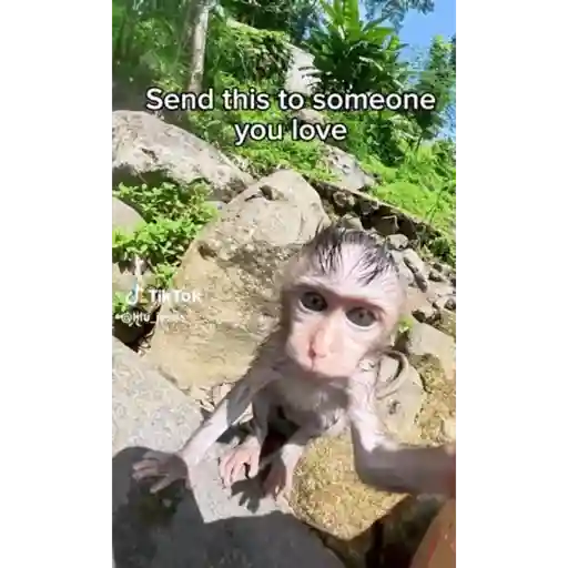 Monito 4