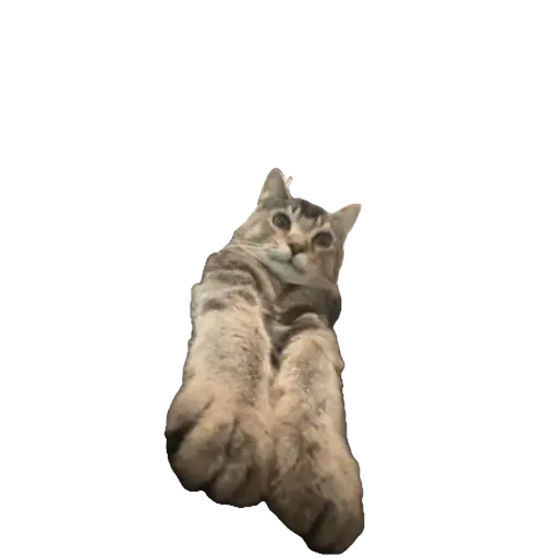 Gattini vi mangio      keisi 5
