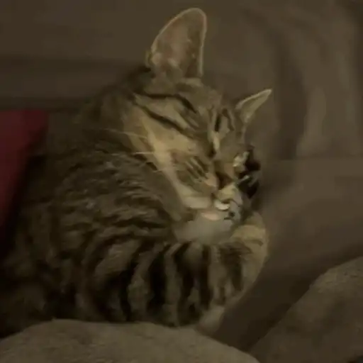 Gattini vi mangio      keisi 4
