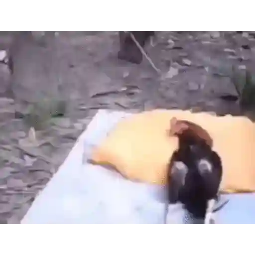 Animados 1