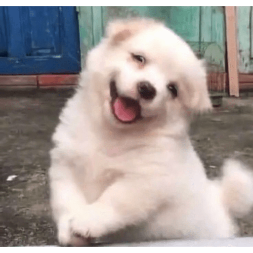  ˗ˋˏ ꒰ perritos ꒱ ˎˊ-
