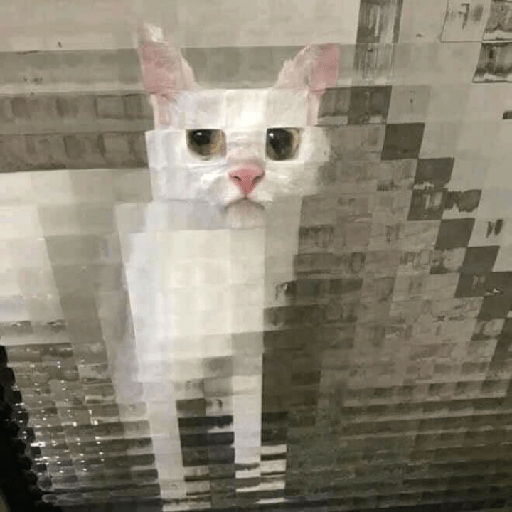 Gatos aleatórios