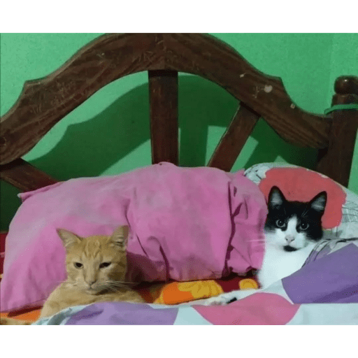 Caty