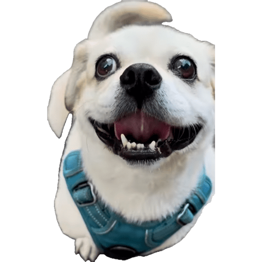Pack Ninoco 11