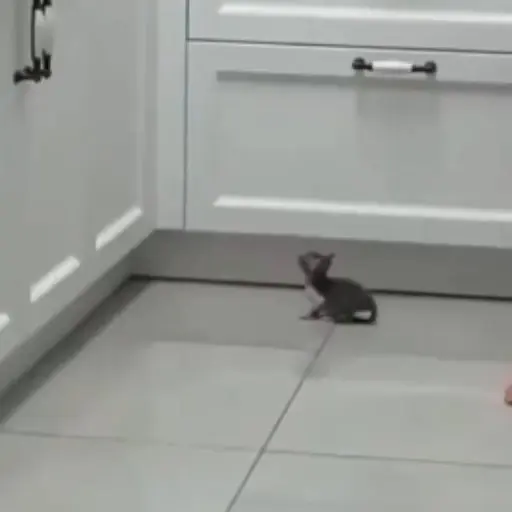 Random 9 mov 12