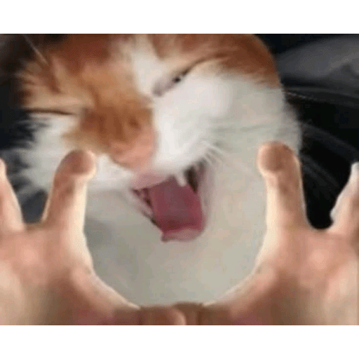 SHITPOST #5 27