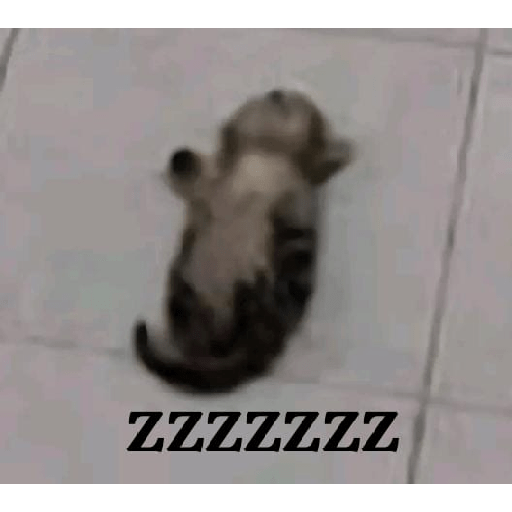 Animalitos 10.0 21