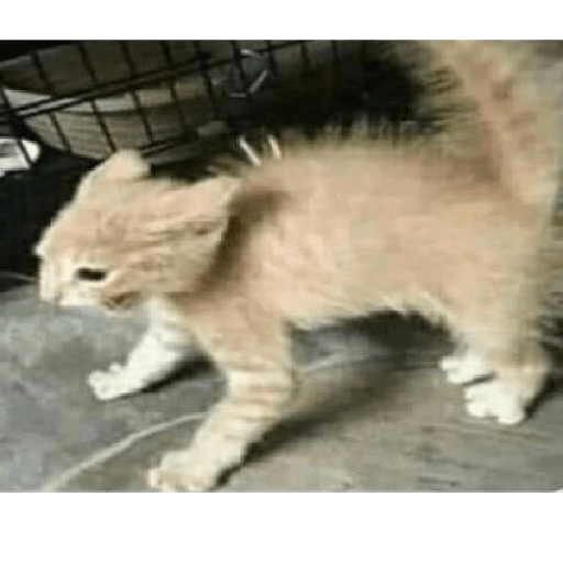 Animalitos 10.0 18