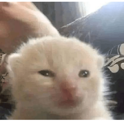 Animalitos 10.0 29