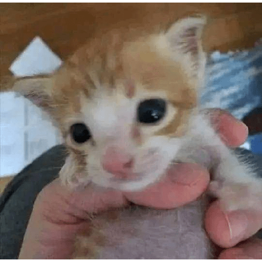 Animalitos 10.0 28