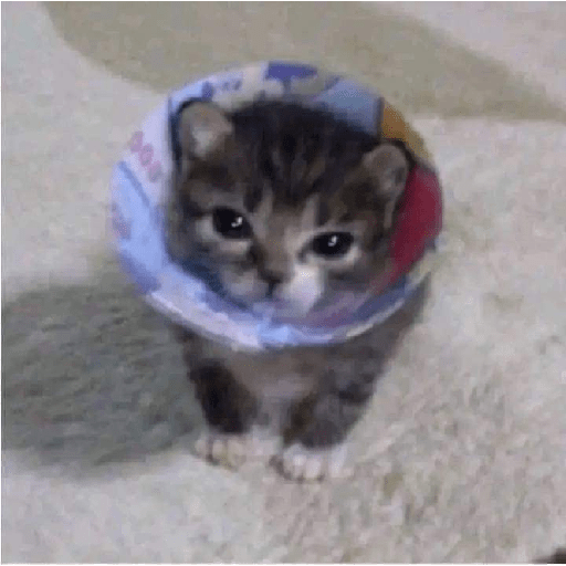Animalitos 10.0 27