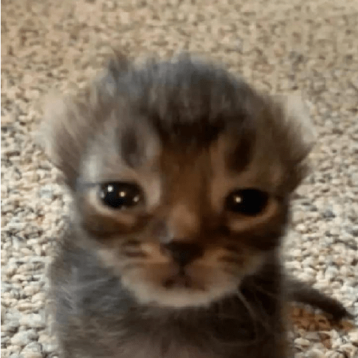 Animalitos 10.0 2