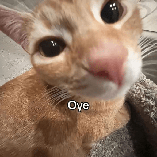 Animalitos 10.0 3