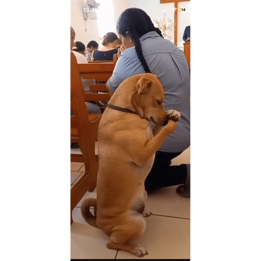 Cachorros fodasticos 5
