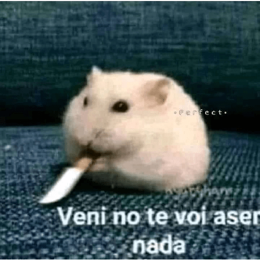 Shitpost animal 😾👻 2