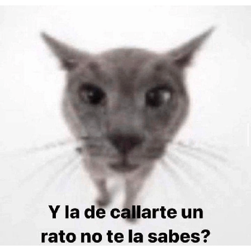 Shitpost animal 😾👻 15