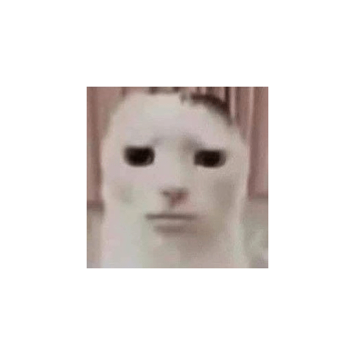Shitpost animal 😾👻 9