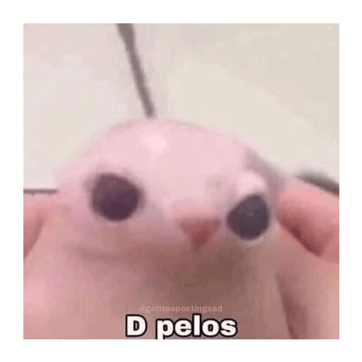 Shitpost animal 😾👻 14