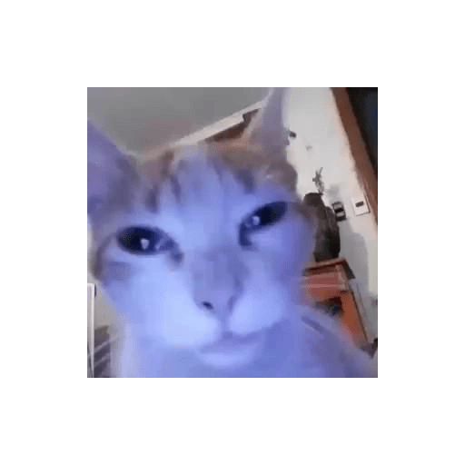 Shitpost animal 😾👻 10