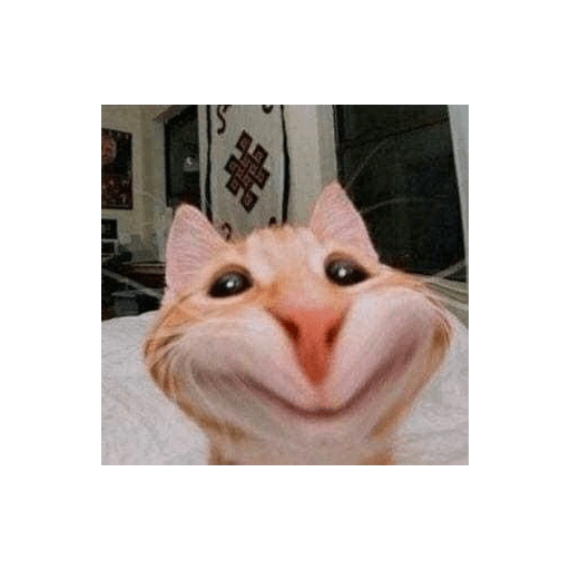 Shitpost animal 😾👻 11