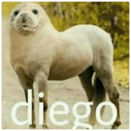 Juan 👍 6