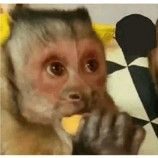 Memes randoms 🛐🛐 8