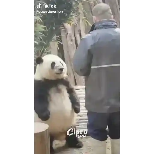 Gif's 28