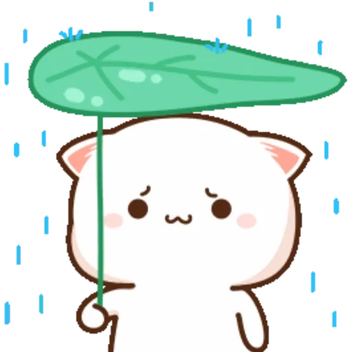 Mochi Peach cat 8 7