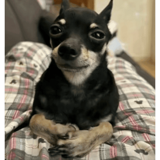 Perro memes