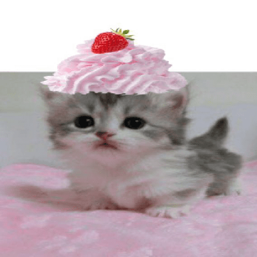 Kucing 1