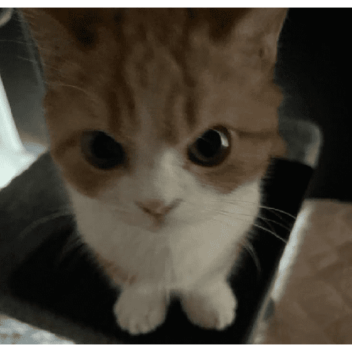 Kucing 6