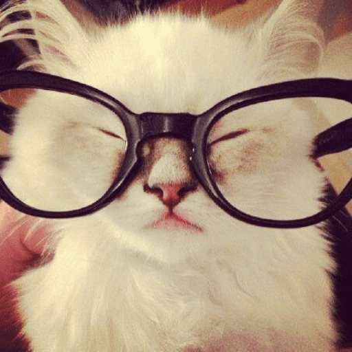 Kucing 8