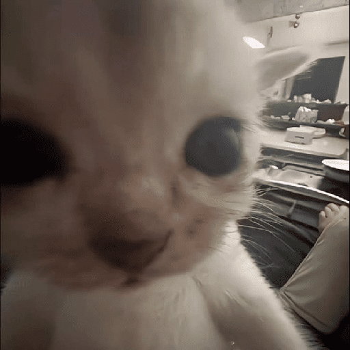 Kucing 9