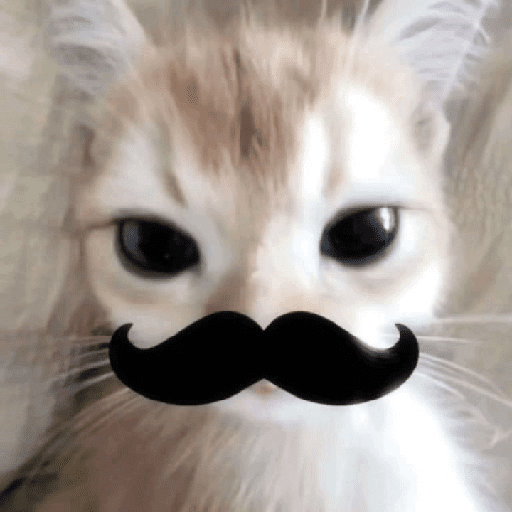 Kucing 10