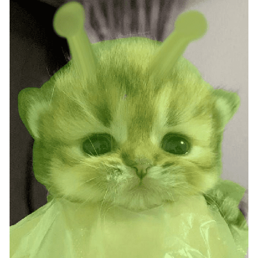 Kucing 11