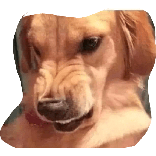 Perro 